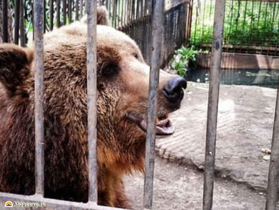медведь Абзаково