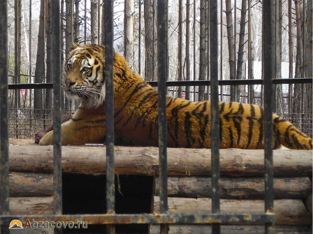 Тигра зоопарк Абзаково