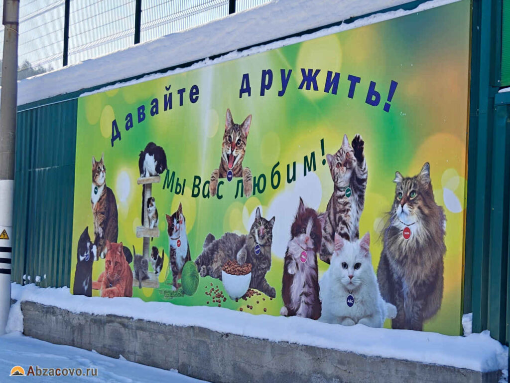Кошки Яштан Абзаково