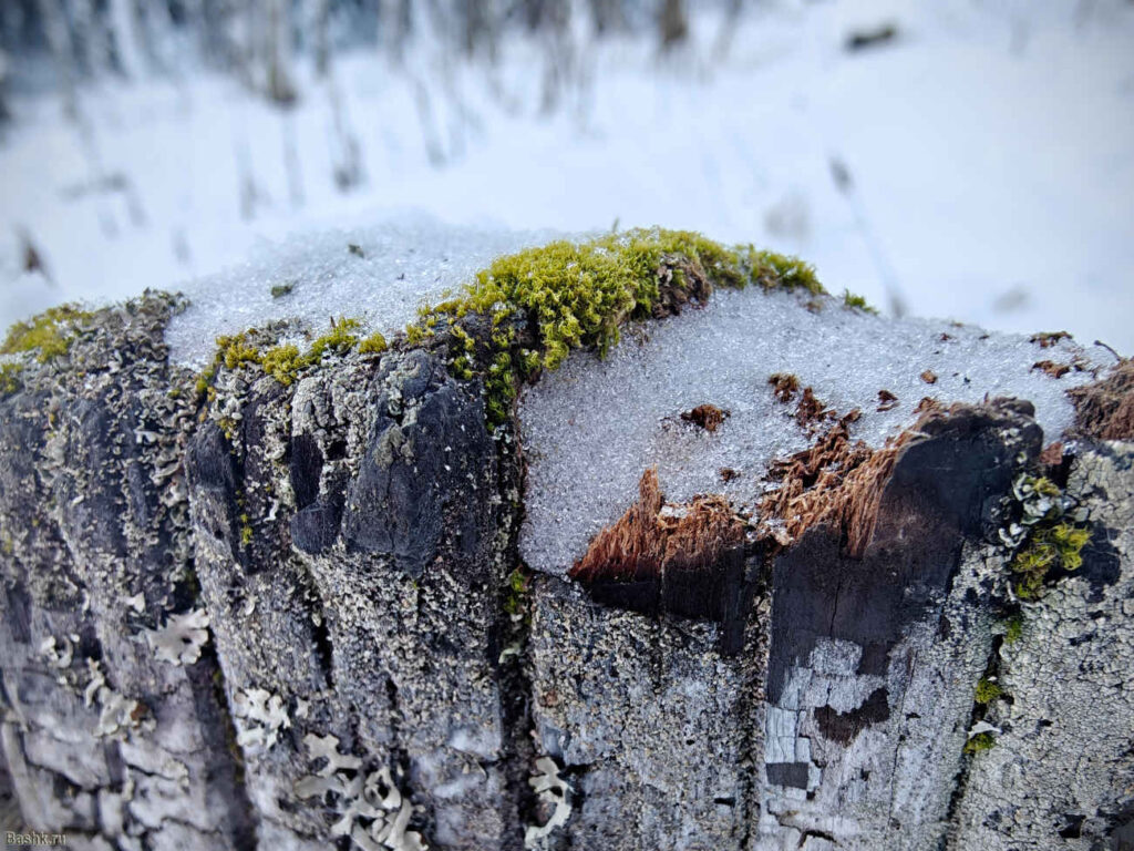 Красивый мох по дороге на гору