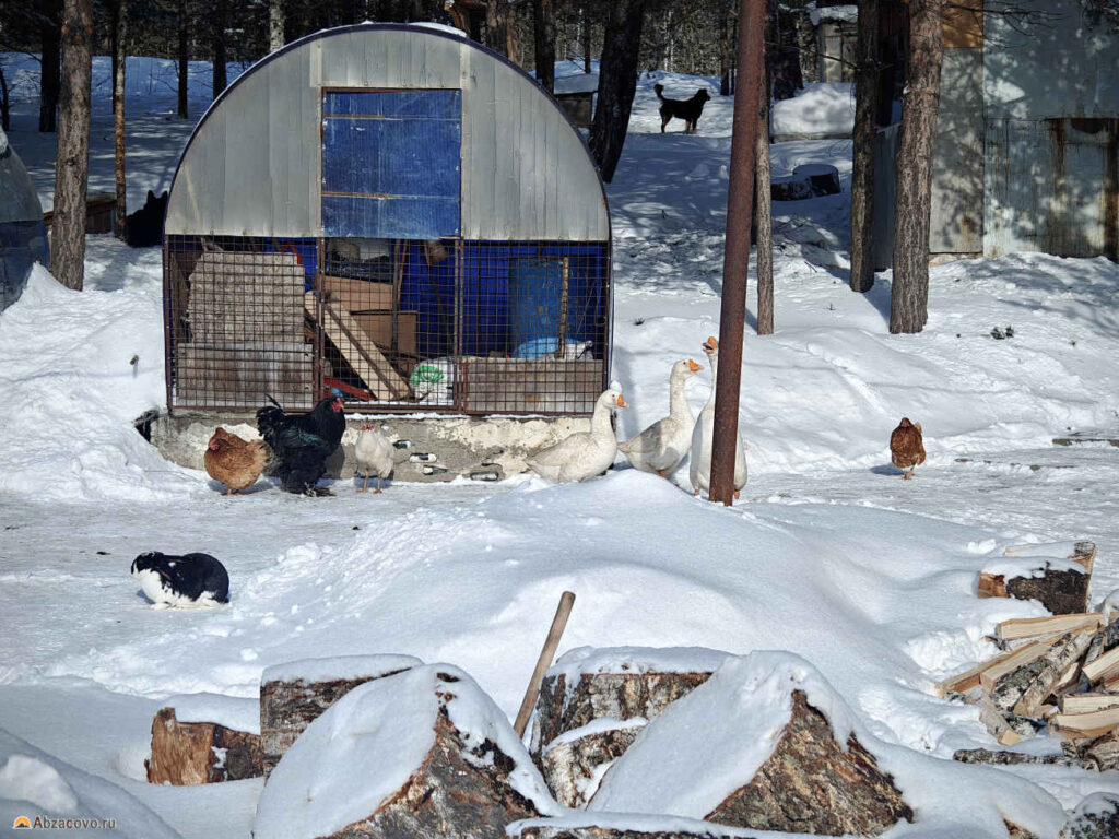Мини зоопарк кафе Курташ, Белорецк