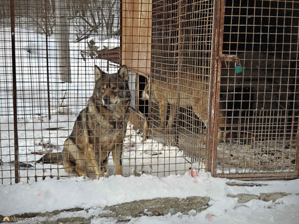 Мини зоопарк кафе Курташ, Белорецк, волки