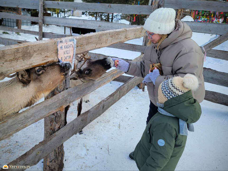 Северные олени Белорецка зимой, Башкирия